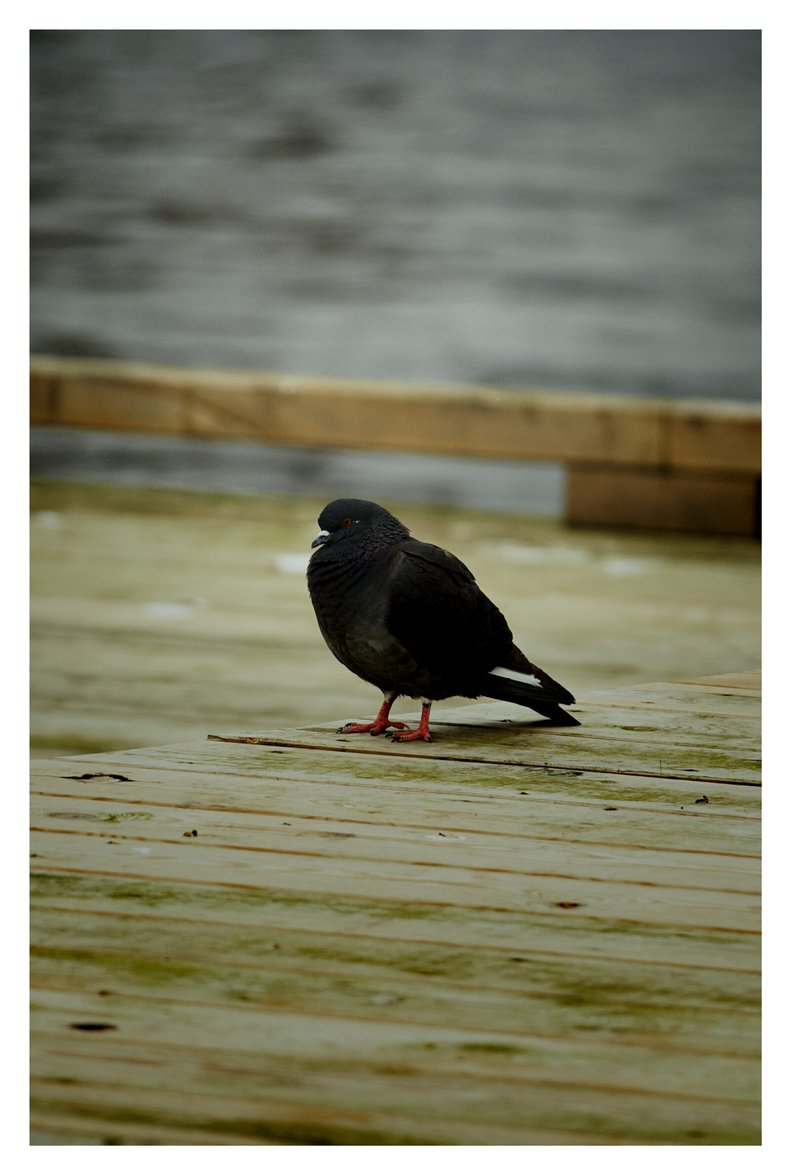 Bilde