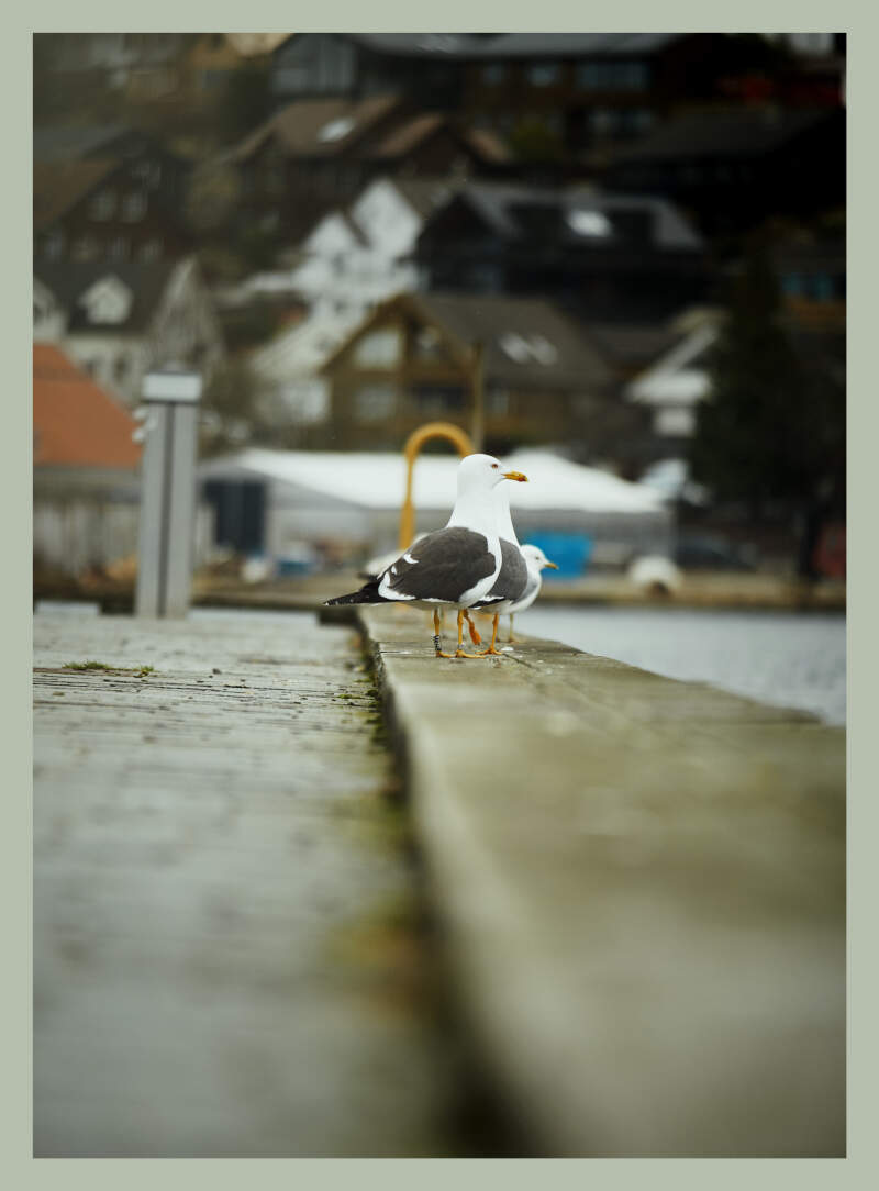 Bilde