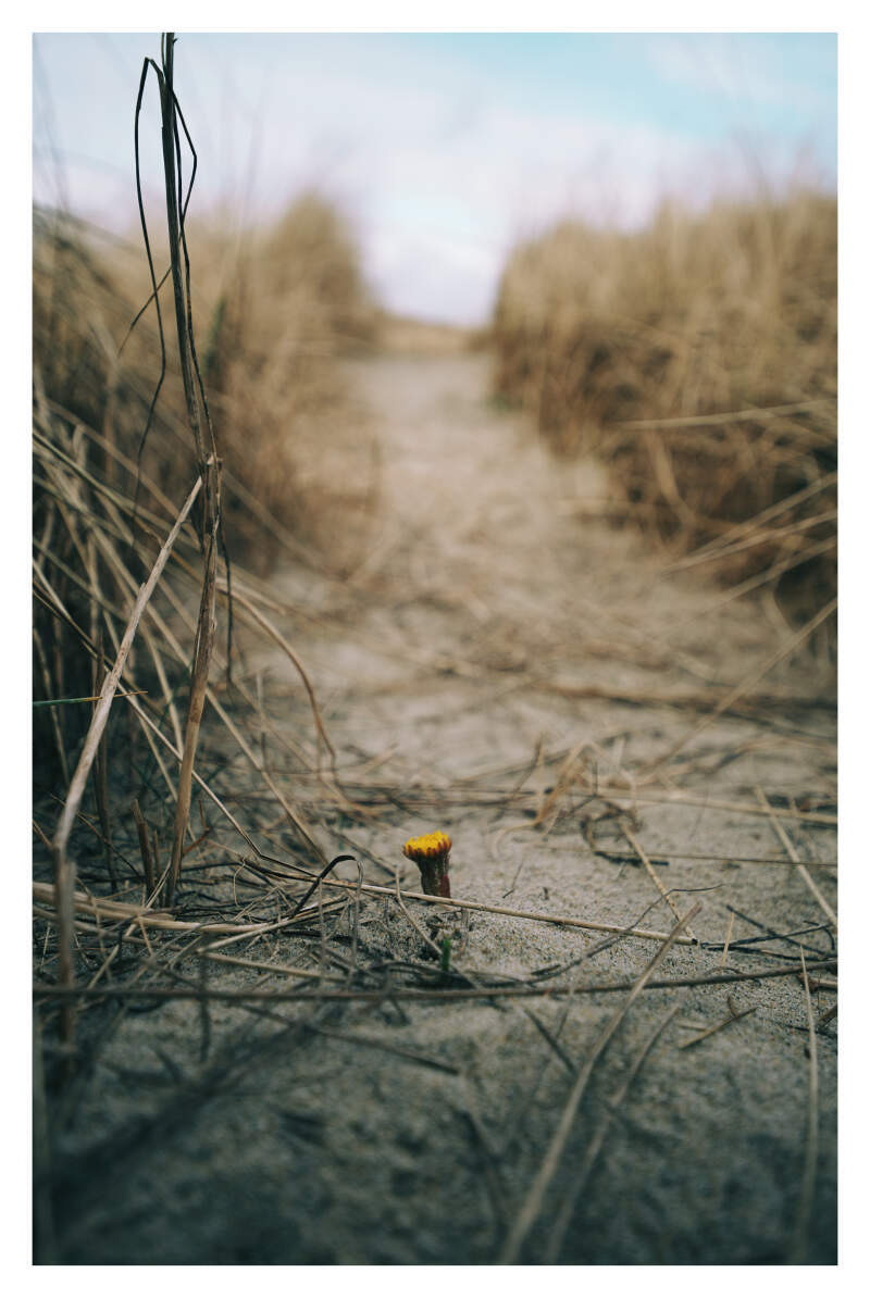 Bilde