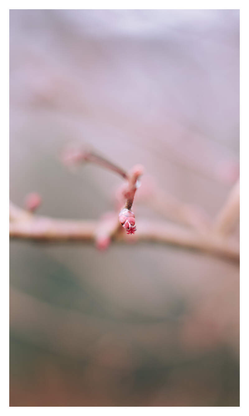 Bilde