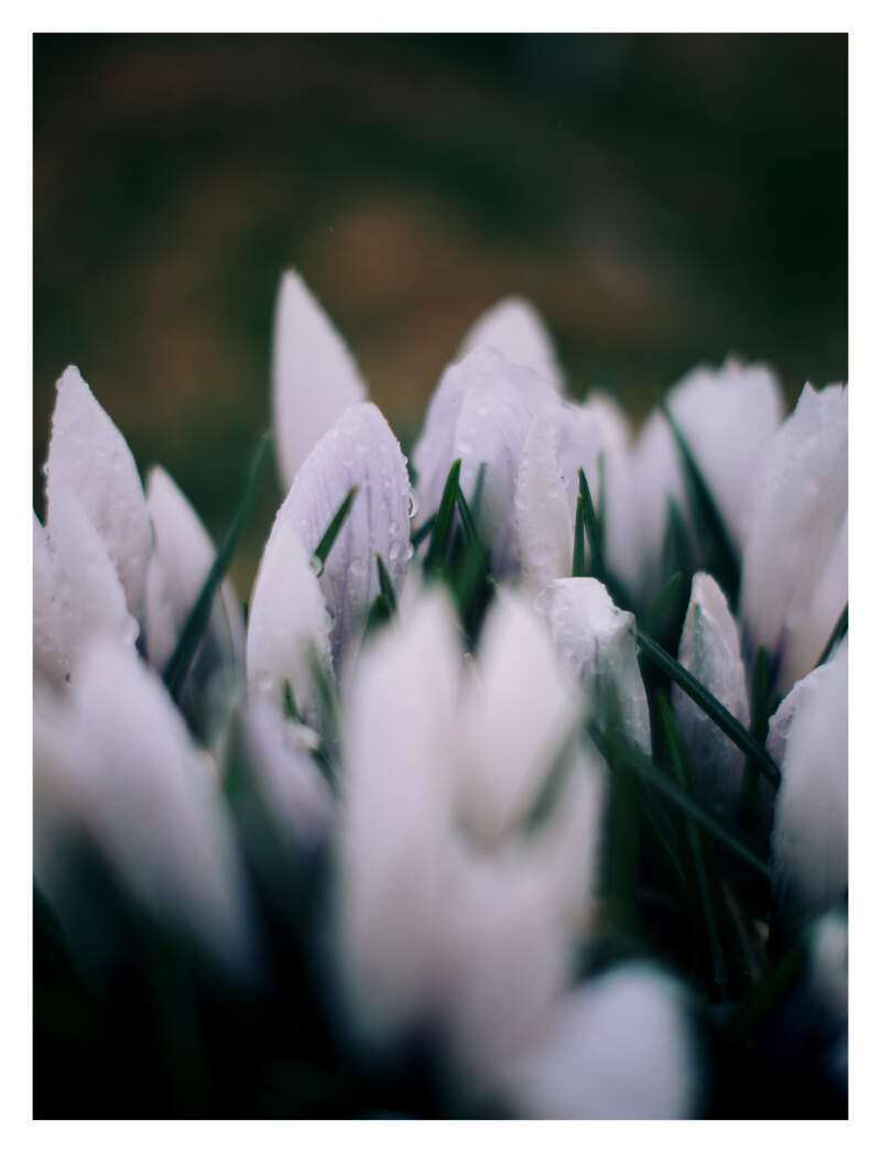 Bilde