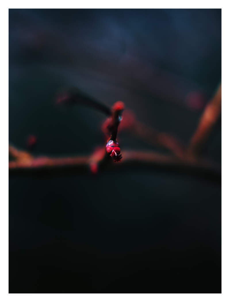 Bilde