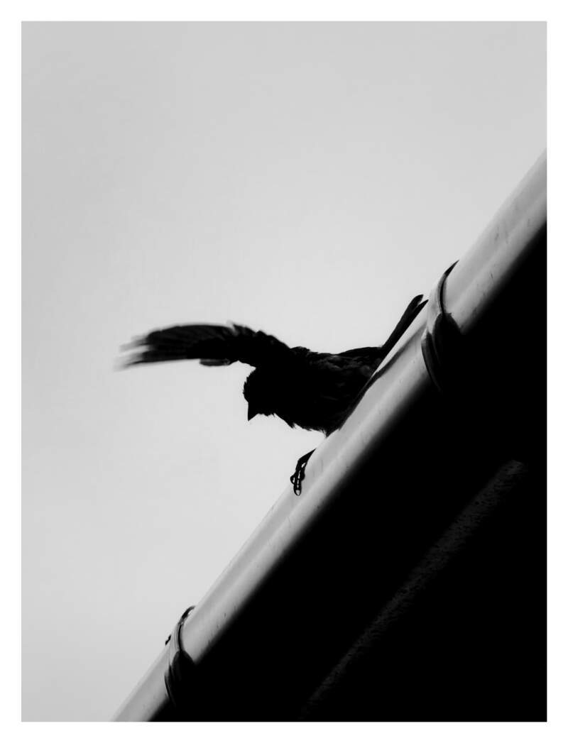 Bilde
