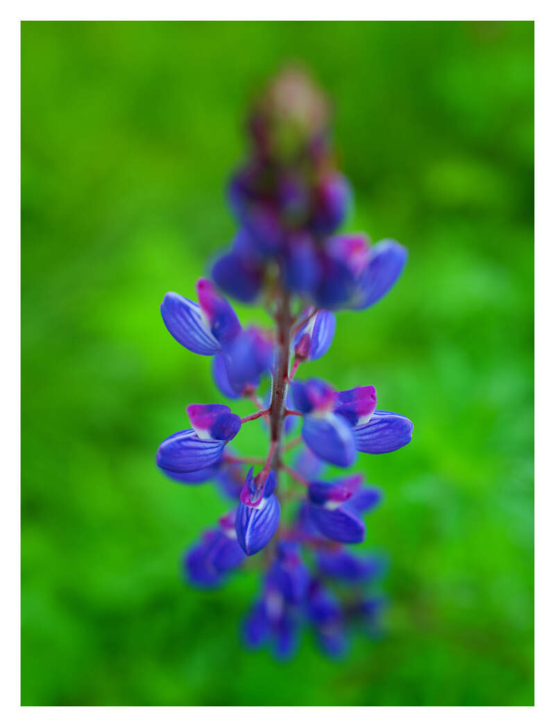 Bilde